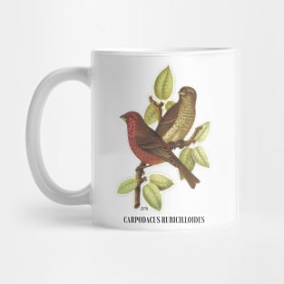 Carpodacus Bicilloides Mug